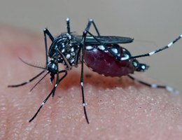 Mosquito aedes aegypti responsável pela transmissão da dengue