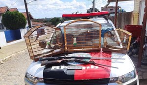 Aves silvestres bananeiras