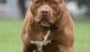 Pitbull