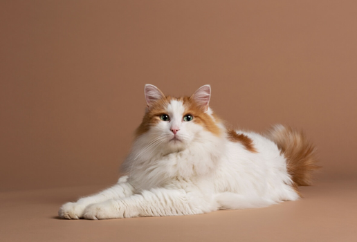 Inteligente e de personalidade ativa, o gato van turco tem características apaixonantes (Imagem: Lea Rae | Shutterstock)