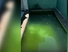 Tanque afogamento patos
