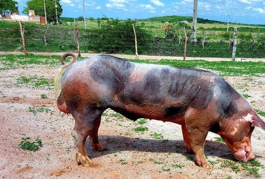 Homem é internado com lesões graves após ser atacado por porco na PB