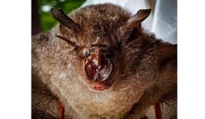 Veja o que se sabe sobre o coronavirus encontrado em morcegos na Tailandia