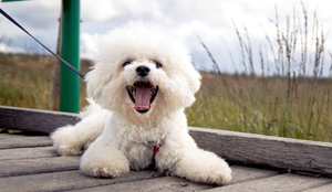 O bichon frisé encanta por sua inteligência e temperamento amigável (Imagem: Vit Tiser | Shutterstock)