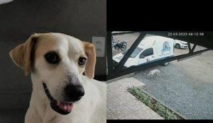 Cadelinha perdida anda mais de 13 km até achar Pet Shop onde foi adotada em JP