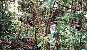 Peritos buscam corpo de área de vegetação de João Pessoa.