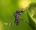 O mosquito que transmite arboviroses, Aedes aegypti