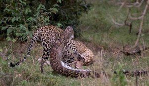 Luta leopardo e piton