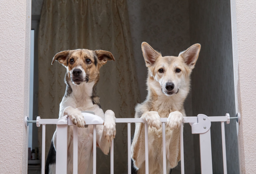 Ajustes simples e atenção aos detalhes tornam os ambientes mais seguros para os pets (Imagem: Alex Zotov | Shutterstock)