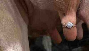 Homem pede namorada em casamento com alianca em teta de vaca