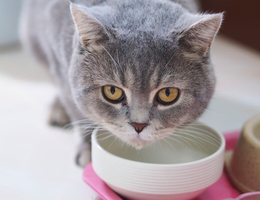 É importante ficar atento às causas do vômito dos gatos (Imagem: sxrx_mas | Shutterstock)