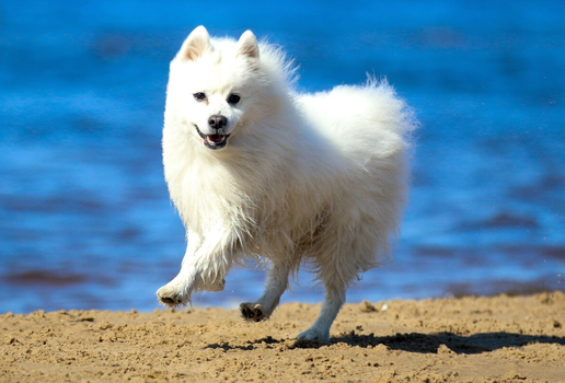 O spitz japonês é um cachorro alegre, afetuoso, atento e dotado de grande inteligência (Imagem: Lisjatina | Shutterstock)