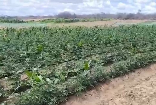 Plantacao Maconha