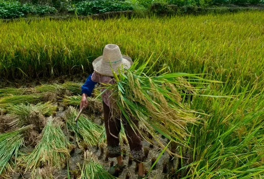 Trabalho escravo mpt