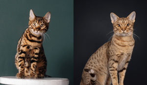 Essas raças podem ser facilmente confundidas, mas elas têm diversas diferenças (Imagem: NASTIA KHITIAEVA e Nynke van Holten | Shutterstock)