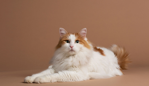 Inteligente e de personalidade ativa, o gato van turco tem características apaixonantes (Imagem: Lea Rae | Shutterstock)