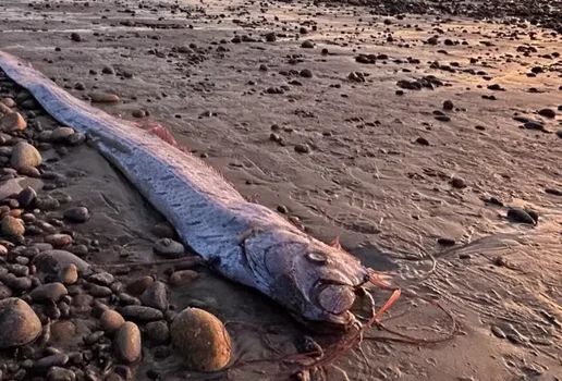 Raro e cercado de lendas peixe remo foi encontrado encalhado no sul da california na ultima quinta feira 14 1731775286536 v2 900x506 png