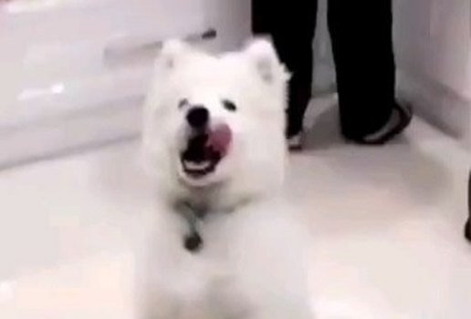 SAMOYEDA