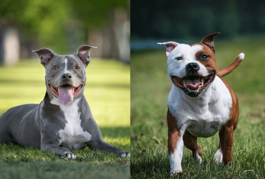 O pitbull e o american staffordshire terrier são cachorros diferentes (Imagem: GoDog Photo e Eve Photography | Shutterstock)