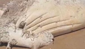 Carcaça do animal foi encontrada em praia de João Pessoa