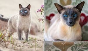 Os gatos thai e siâmes têm diferenças tanto na aparência quanto no comportamento (Imagem: Cynthia A Jackson e Irina Nedikova | Shutterstock)