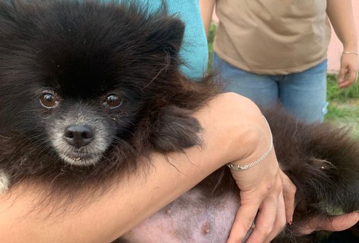 Cães resgatados em João Pessoa eram utilizados para produção de filhotes