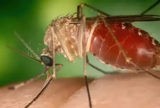 Mosquito maruim