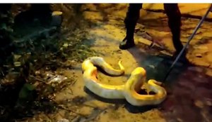 Cobra de origem asiática é encontrada em via pública, em João Pessoa