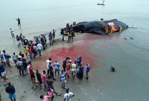 Baleia encalha em Salvador e moradores fazem churrasco