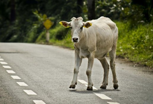 Vaca atravessando rua pista animal acidente