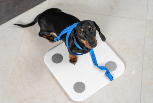 A obesidade prejudica a qualidade de vida dos animais de estimação (Imagem: Masarik | Shutterstock)