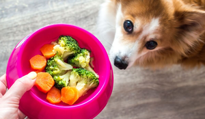 Os animais de estimação também podem enjoar da comida com o tempo (Imagem: Anastasiya Tsiasemnikava | Shutterstock)