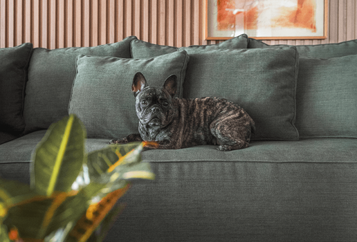 Alguns tipos de tecidos são ideais para casas com animais (Projeto: Dantas & Passos Arquitetura | Imagem: Henrique Ribeiro)