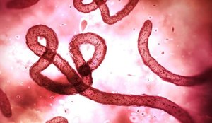 Ebola novos casos no Congo deixam a OMS em alerta