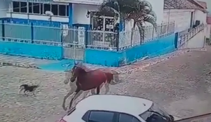 Cavalo homem morre queda