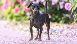 O pinscher é um cão leal, teimoso e enérgico (Imagem: Annabell Gsoedl | Shutterstock)