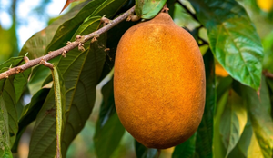 O cupuaçu é uma potente fonte de nutrientes essenciais para a saúde (Imagem: Alexandre Laprise | Shutterstock)