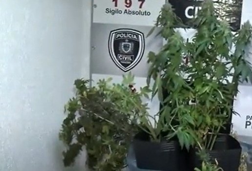 Apreensao maconha