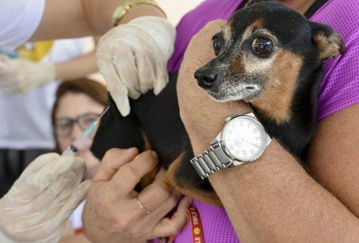 Campanha de Vacinação Antirrábica segue até 28 de outubro