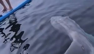 Tamanho do peixe-lua impressionou internautas. Animal não se intimidou com a presença de humanos