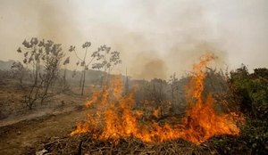 Incêndio atingiu ate o momento 627 mil hectares da regiao Pantanal
