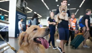 Cachorro aeroporto