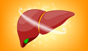 A gordura no fígado é uma condição delicada, mas reversível (Imagem: wowowG | Shutterstock)