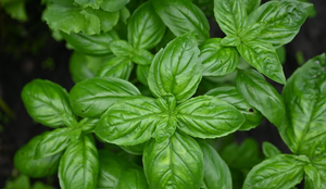 O manjericão é uma erva que enriquece pratos e promove a saúde (Imagem: Anna Klymchuk | Shutterstock)