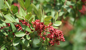 A aroeira possui propriedades benéficas para a saúde (Imagem: Uunal | Shutterstock)