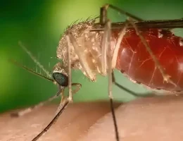 Mosquito maruim