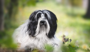 O terrier tibetano conquistou tutores em diversas partes do mundo, especialmente por seu comportamento afetuoso (Imagem: Slavica Stajic | Shutterstock)