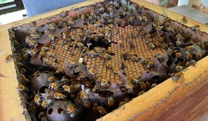 Trabalho é voltado para a produção do mel de abelhas sem ferrão