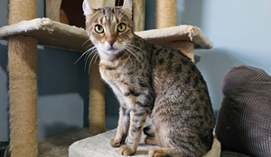 A raça highlander é relativamente recente e foi desenvolvida em 2004 (Imagem: Chapéu Patrick | Shutterstock)