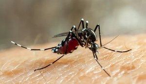 Paraíba registra mais de 900 casos de dengue nos primeiros meses do ano